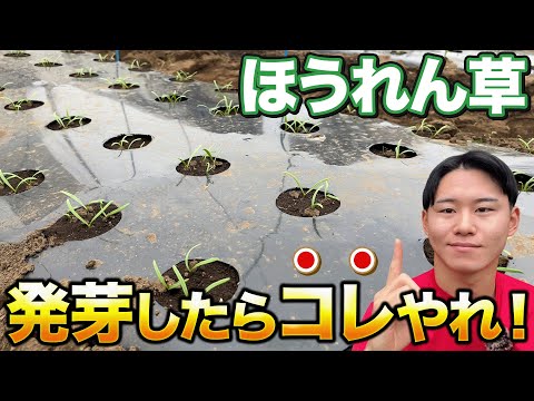 【生育促進】ほうれん草の収穫を早め、病気のリスクも減らす作業は〇〇です！