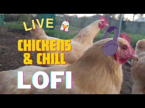 Cute Chickens & Lofi - 24/7 Live Cam to Study and Unwind