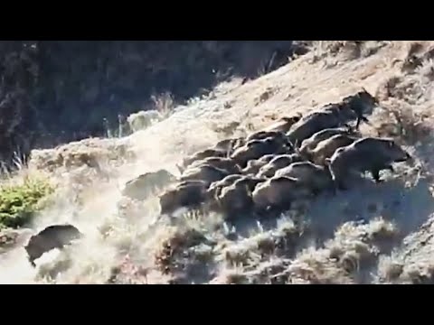 CROWD WILD BOAR HUNT 2 - KALABALIK DOMUZ SÜRÜSÜNE ATIŞ