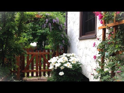 Designing Our Enchanted Narrow Side-Yard Garden: From Planning to Maturity