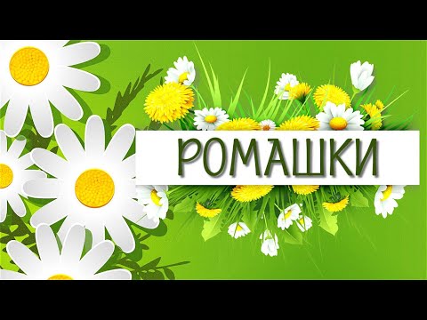 Ромашки Футажи и переходы для Proshow Producer