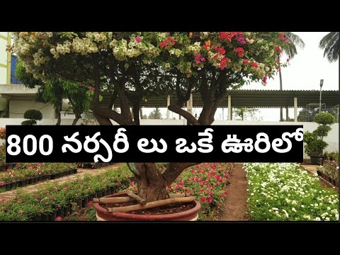 800  పైగా నర్సరీ లు /Kadiyam Nursery tour/east godavari/Telugudanam by Divyavarma