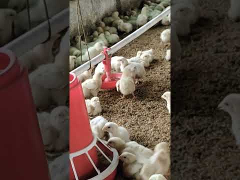 6th days old chiks