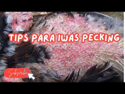 TIPS PARA HINDI MAG PECKING ANG MGA ALAGA NA MANOK!