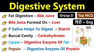 Digestive System | Group D Important MCQs Digestive System|  पाचन तंत्र महत्वपूर्ण प्रश्न |