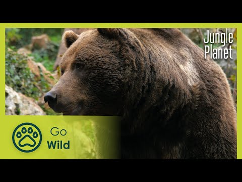 Ephemeral Jungles: Deciduous Forests | Jungle Planet 20/26 | Go Wild