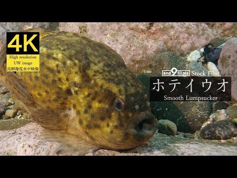 【4K 水中映像】ホテイウオ / Smooth Lumpsucker / Aptocyclus ventricosus