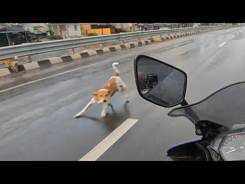 Sunday Ride || Kutta aa gaya Samne