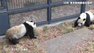 上野動物園で5年ぶり赤ちゃんパンダ誕生か?　リーリーとシンシン交尾を確認