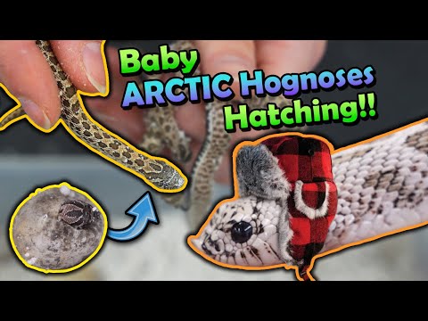 Baby Arctic Hognoses Hatching!!