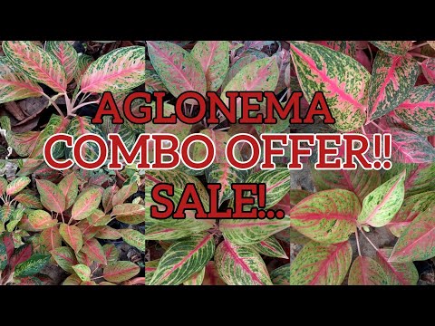 Aglonema വിലക്കുറവിൽ combo offer sale!!💥💯💯