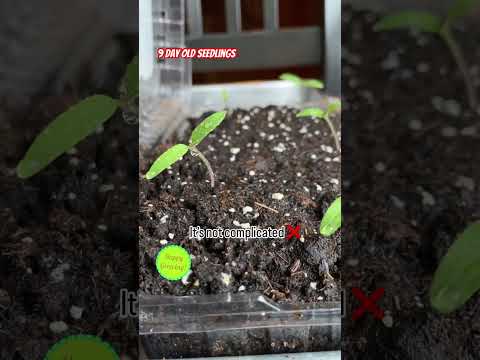 🍅Tomato Seeds Grow Fast #youtubeshorts #growingtomatoes #homegrownfood #gardeningforbeginners