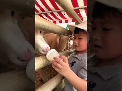 When the baby's milk was stolen by a goat #shorts #subscribe #share #viral #shortsyoutube #thailand