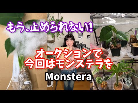 【もう、止められない】オークションでまた・・・ #観葉植物 #houseplants #モンステラ #monstera #propagation