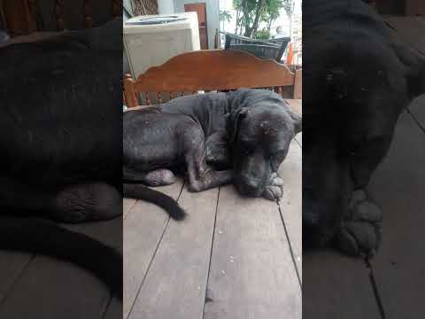 A big black dog is sleeping #dogismylife #straydoglove #strayanimals #straydogslife #mustlovedogs