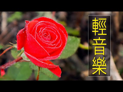 【非常好听】🎷🎷週末聽50首最好的老音樂 🌺早上最適合聽的輕音樂 🎵 每天調心洗滌心性 - 薩克斯風 - 無廣告音樂  - 轻音乐 - 探戈老歌 Old Taiwanese Music