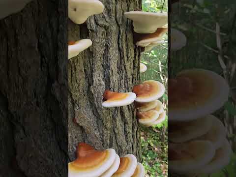 Reishi Fruiting Now!  #mushroom #reishi #foraging #wildmushrooms #medicinal