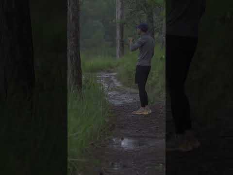 Rain Forest #rainsounds #asmr #relax #camping