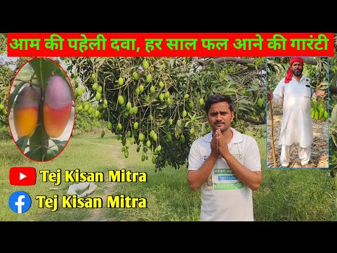 आम के बाग में पहेली दवा,#trending #आम का बाग #वायरल #आम की दवा #agriculture #farmer #kisan