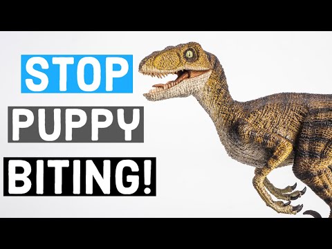 How To Train Your Great Dane Puppy to Stop Biting: Don't Make These Mistakes! | Great Dane Care