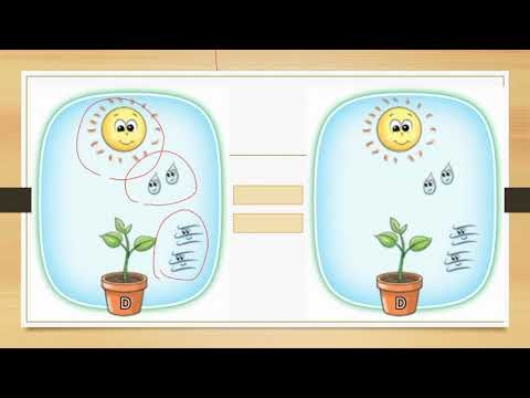 二年级科学植物生长的基本需求