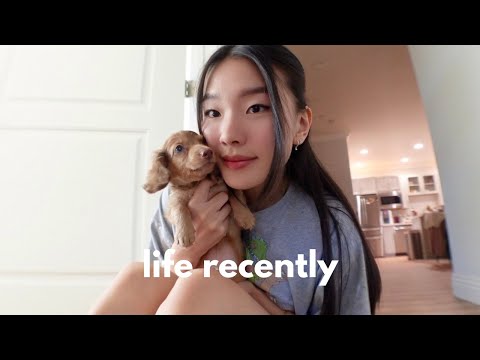 life recently │ relaxing days at home, drake concert, chit chat grwm, polo's new friend