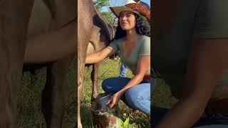 girl milking  cow 🐄 #cow #girl #short #3ONTreding #