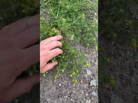 What Is Pineapple Weed?