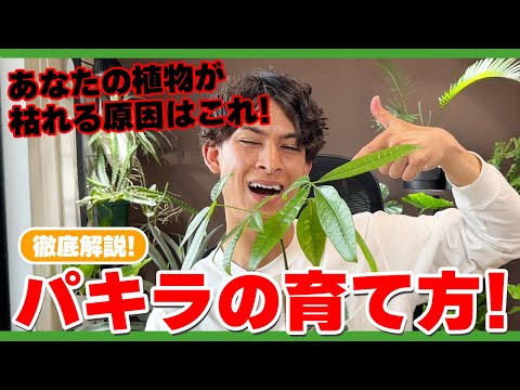 【徹底解説】パキラなどの観葉植物がうまく育たない理由わかりますか？