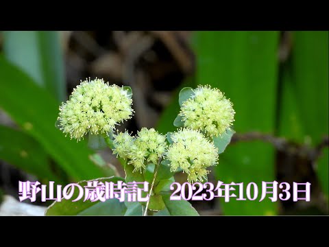 野山の歳時記　秋の山で咲いていた花　2023年10月3日