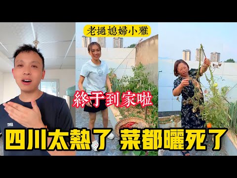 【老撾媳婦小雅】小雅和萬裡終於到家啦，四川比寮國熱太多了，把菜都曬死了！