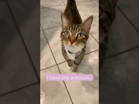 Will you be my furriend? 😺 #cats #catlover #catshorts #cutecats #catsofinstagram #pets #catvideos