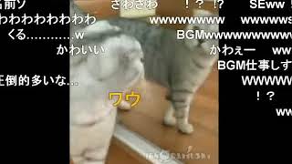 【驚愕】鏡に映る自分の姿を初めて見た猫の反応（※視聴者コメント付き）