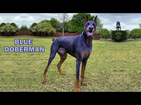 Blue Doberman: The Moonlit Marvel - 7 Facts That Will Astound You!