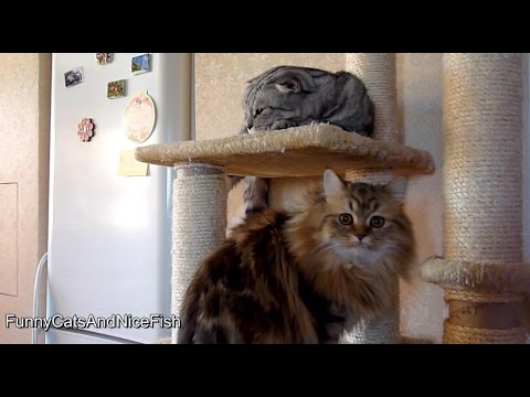 The fine sisters | Funny Cats