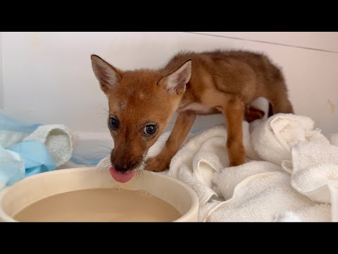 Coyote Pup Eats 200lbs of Cement