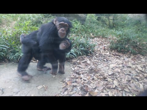 Very good friends Yupa and Sheeta　Itotsu Forest Park Chimpanzees 202411