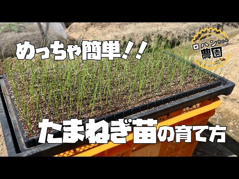 超かんたん！！気をつけるのはこれだけ！【玉ねぎ苗】の作り方【農家の家庭菜園】