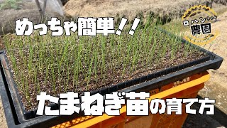 超かんたん！！気をつけるのはこれだけ！【玉ねぎ苗】の作り方【農家の家庭菜園】