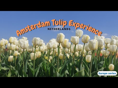 Amsterdam Tulip Experience | Europe series #tulip #keukenhof #netherlands