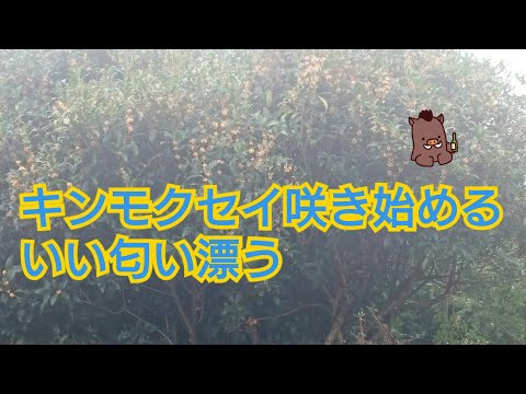 庭のキンモクセイ咲き始め匂い漂う