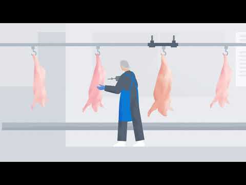 Pork Sorting - a tool within the DMRI Pork Profit software suite