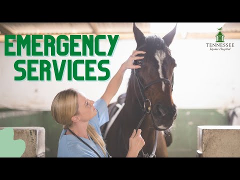 Things to Know About Equine Emergency Services