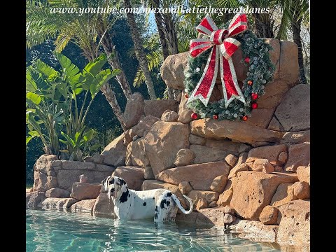 Funny Florida Great Dane Puppy Enjoys A Winter Stroll In Through The Pool - Polar Bear Dip ?