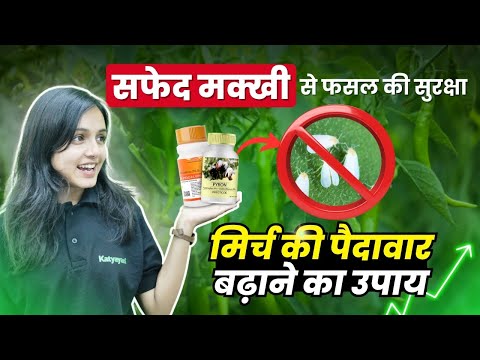 मिर्च में सफ़ेद मक्खी की दवाई | पत्ती मोड़क रोग का कारण |Whitefly control | लक्षण, रोकथाम के उपाय