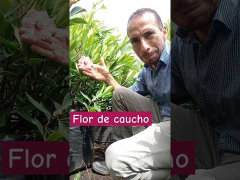 Flor de caucho. Clucia