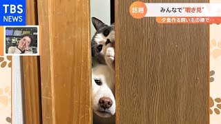 【一押し映像】“夕飯が気になる犬と猫”【Nスタ】