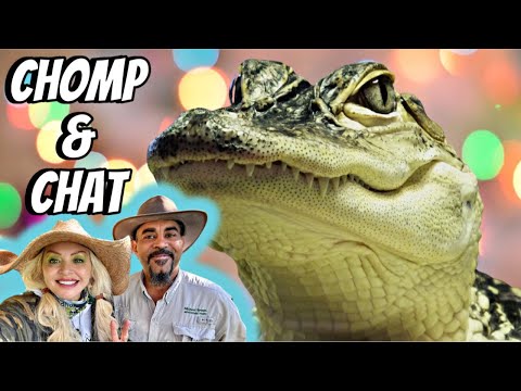 Feeding Huge Alligators & Answering Questions!