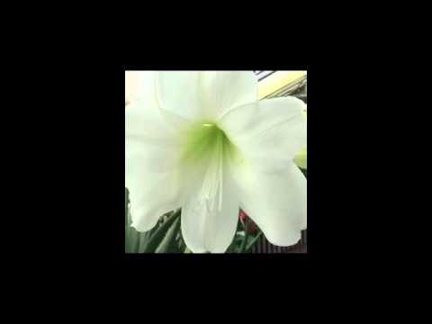 Lovely Flower In Winter Greenhouse