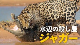 ジャガー　泳ぐ巨大ネコ